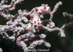 Pygmy seahorse by Sergej Christof 